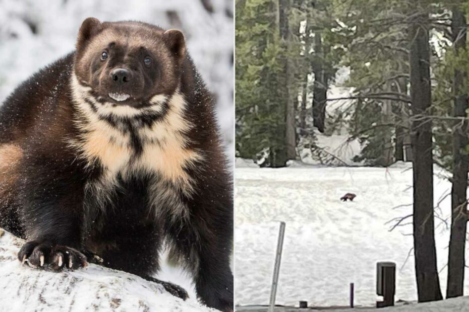 Wolverine Spotted In California For Second Time In 100 Years