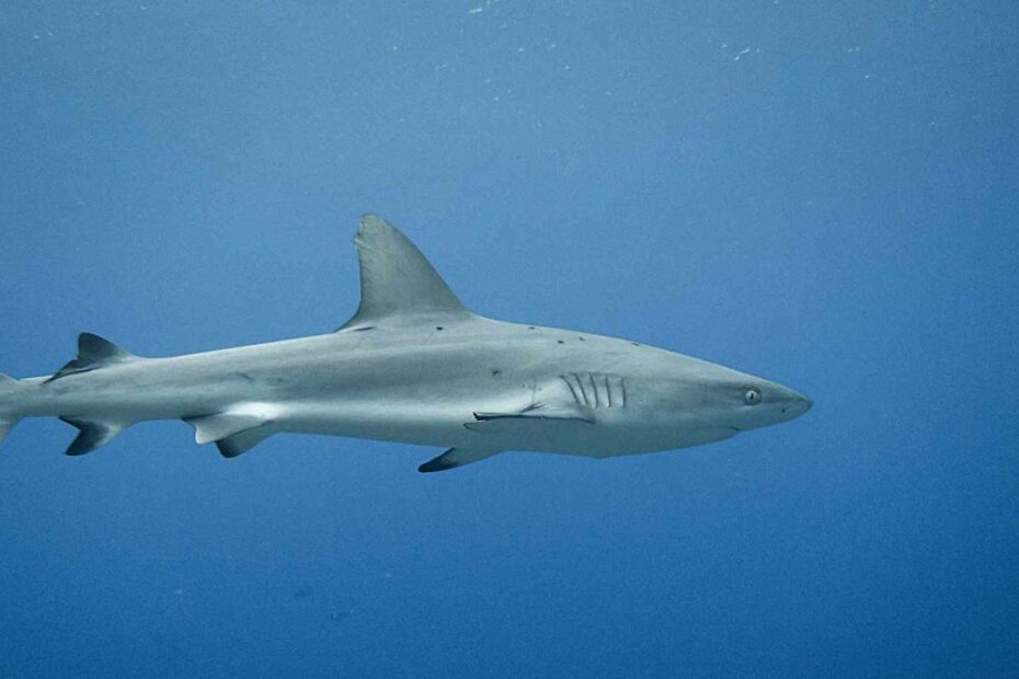 Are There Sharks In The Great Lakes? | Great Lakes Guide