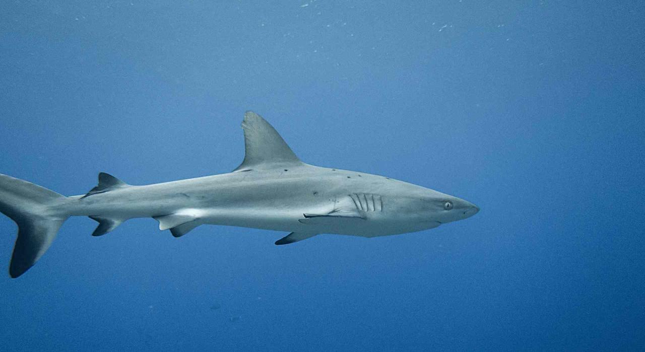 Are There Sharks In The Great Lakes? | Great Lakes Guide