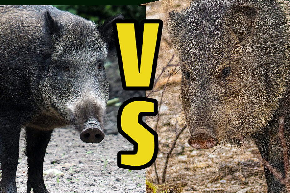 Wild Hogs And Javelinas Different Species Same San Angelo Problem