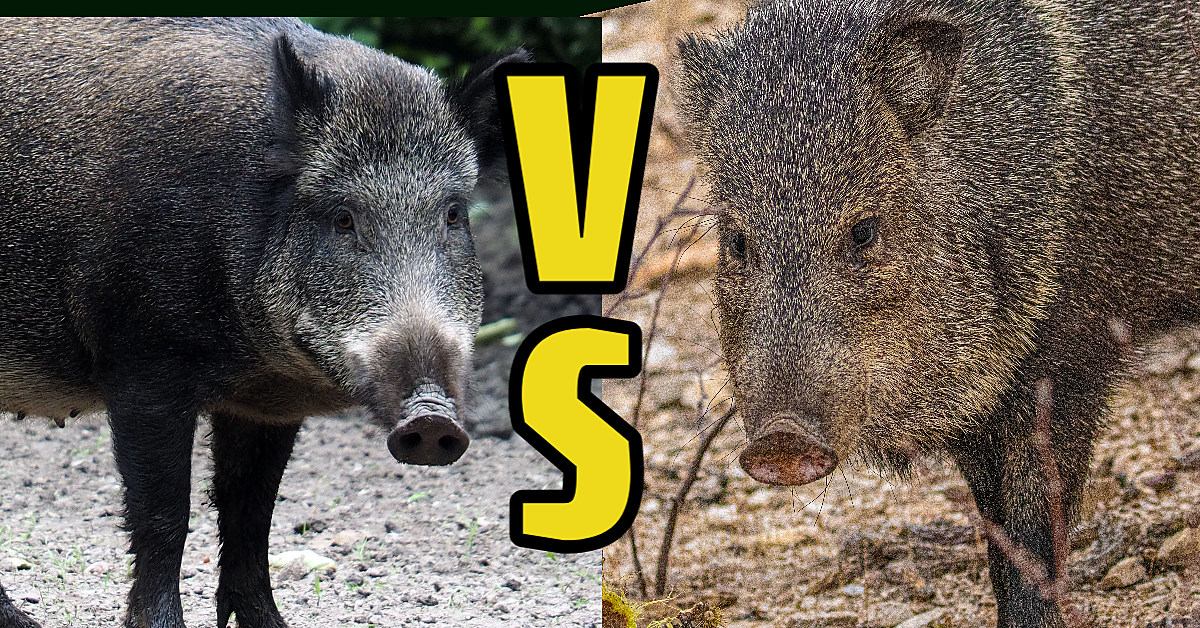 Wild Hogs And Javelinas Different Species Same San Angelo Problem