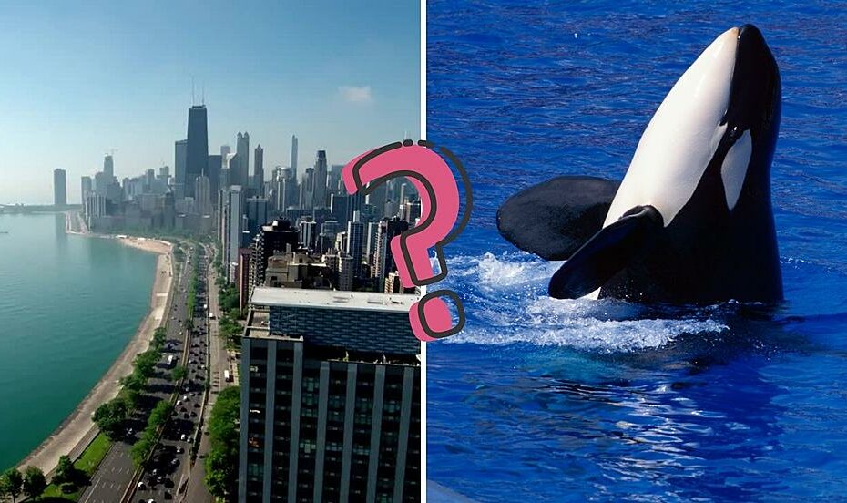 Why Does Some Of The Internet Believe Orcas Are In Lake Michigan?