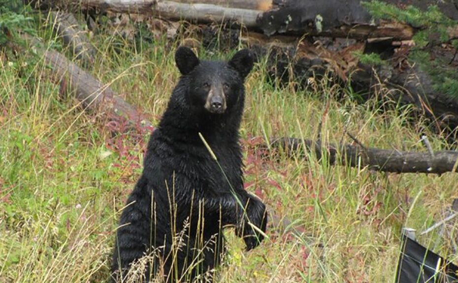 Black Bears Captured In Calgary Euthanized | Ctv News