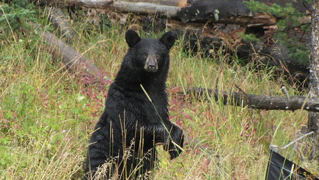 Black Bears Captured In Calgary Euthanized | Ctv News