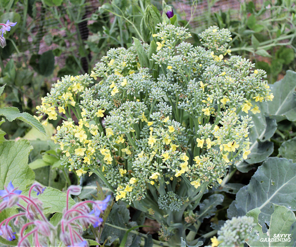 Broccoli Flower: Why Broccoli Plants Bolt And What To Do About It