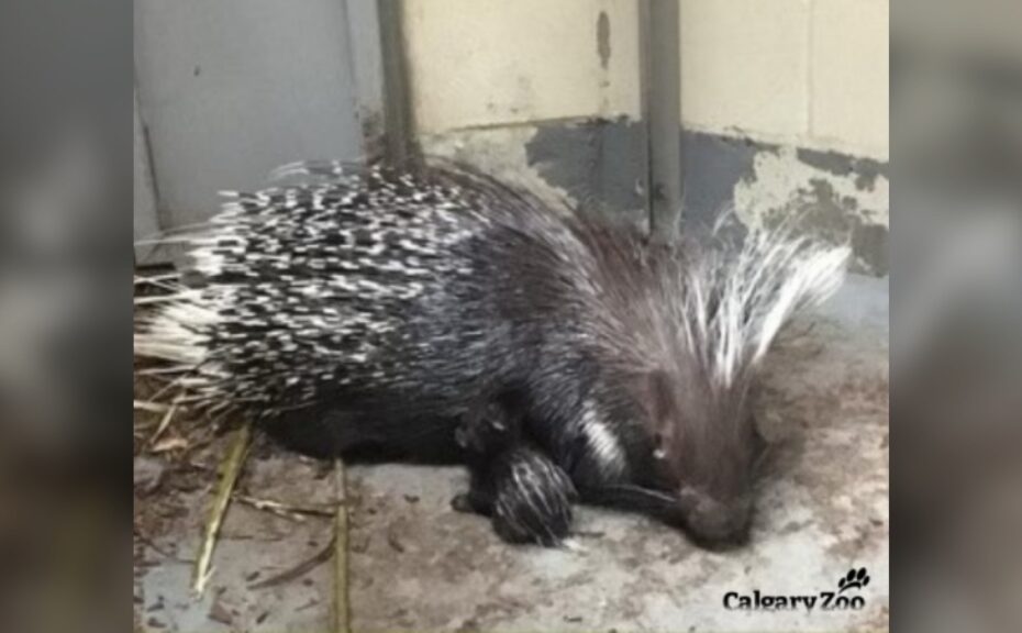 Calgary Zoo'S Newest Arrival Is A Baby Porcupine | Ctv News