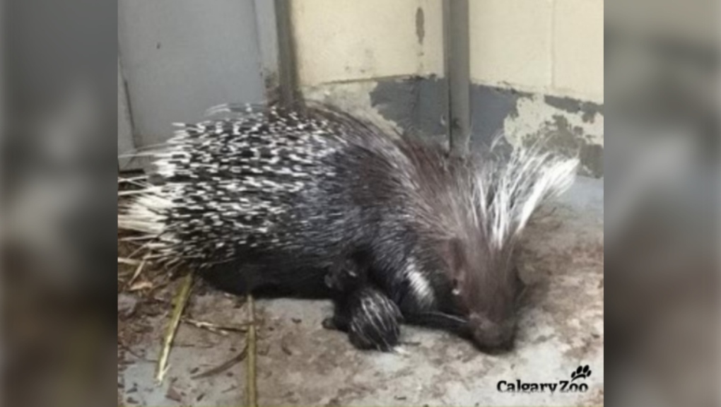 Calgary Zoo'S Newest Arrival Is A Baby Porcupine | Ctv News