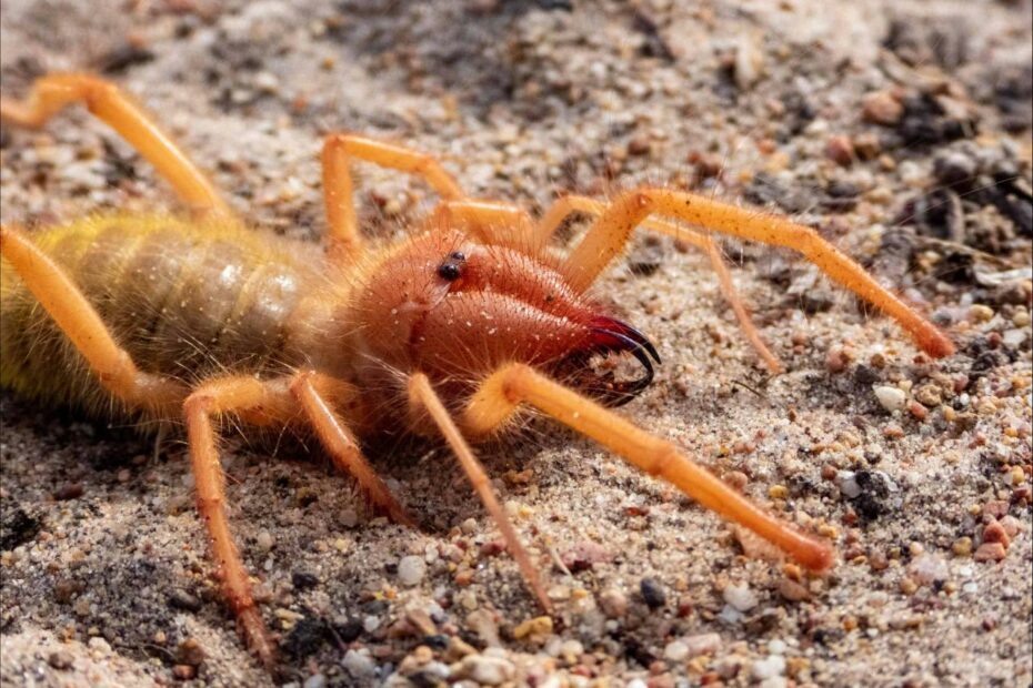 Camel Spider Animal Facts - Az Animals