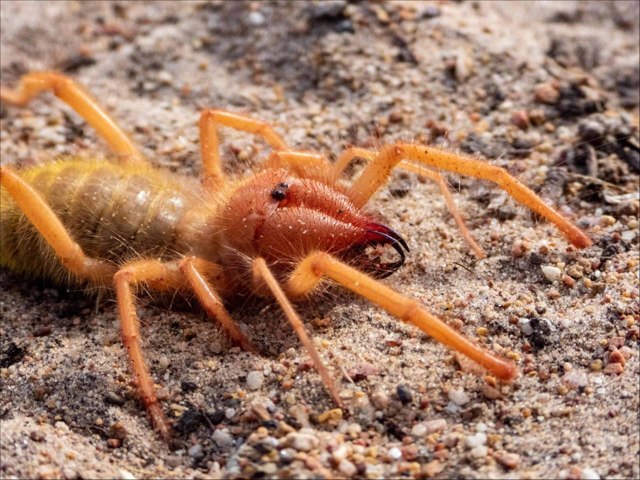 Camel Spider Animal Facts - Az Animals