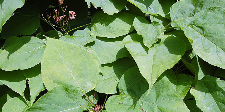 Hardy Catalpa - Flowering Time, Description, Seasonal Development And  General Distribution In Florida