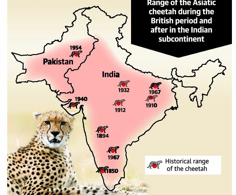 Re-Introducing African Cheetahs To India - Civilsdaily