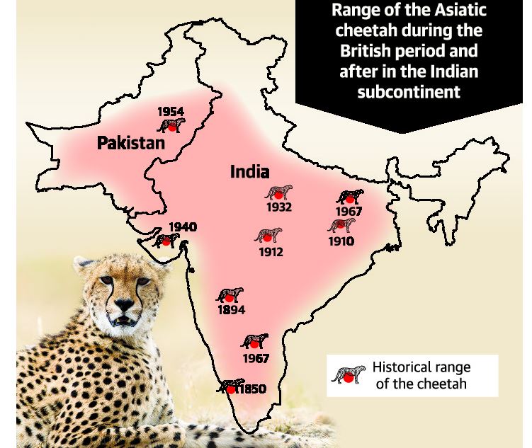 Re-Introducing African Cheetahs To India - Civilsdaily