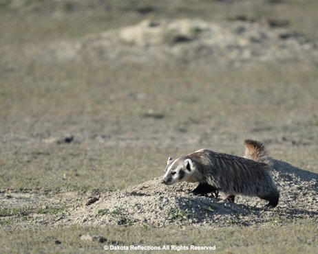 American Badger | Dakotareflections.Com