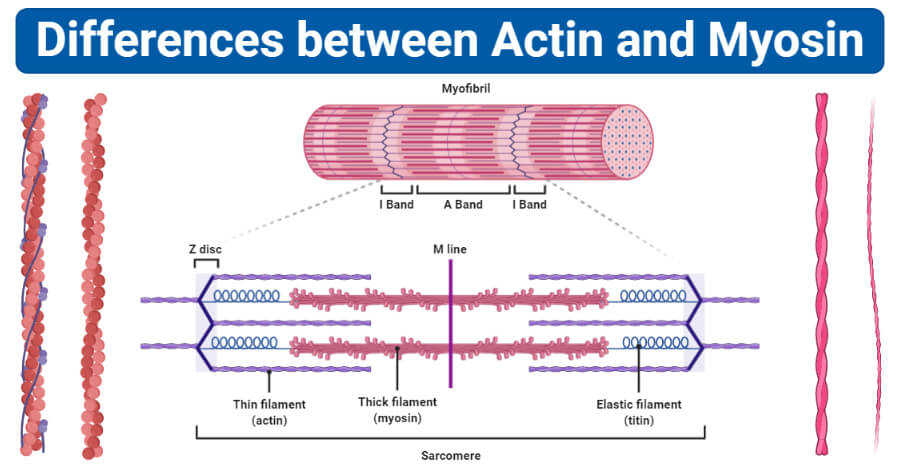 Actin Vs Myosin: Definition, 14 Major Differences, Examples