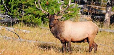 Arizona Elk