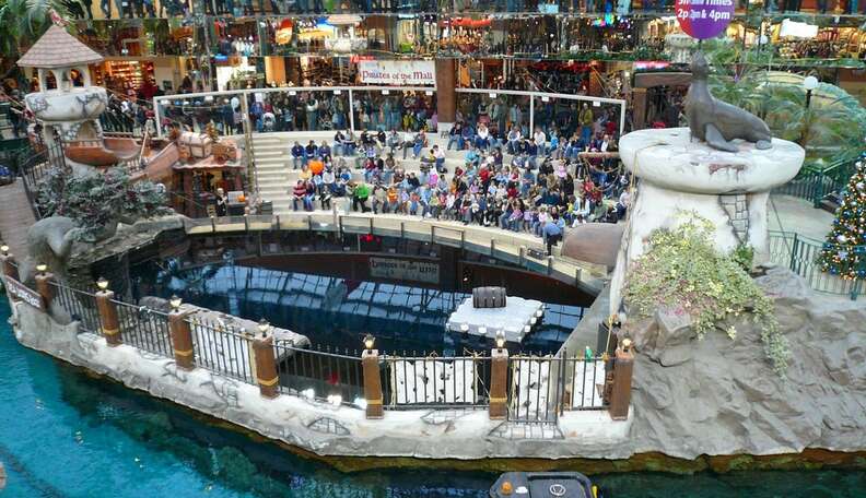 Captive Sea Lions Perform In Mall With Dark History - The Dodo