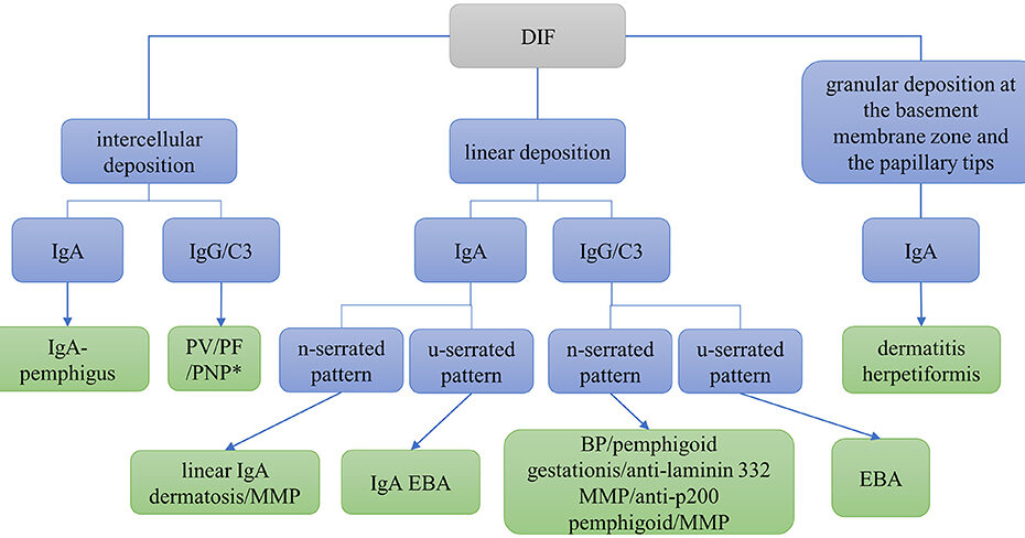 Frontiers | Diagnosis Of Autoimmune Blistering Diseases