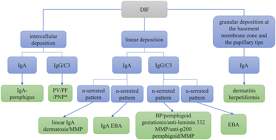 Frontiers | Diagnosis Of Autoimmune Blistering Diseases