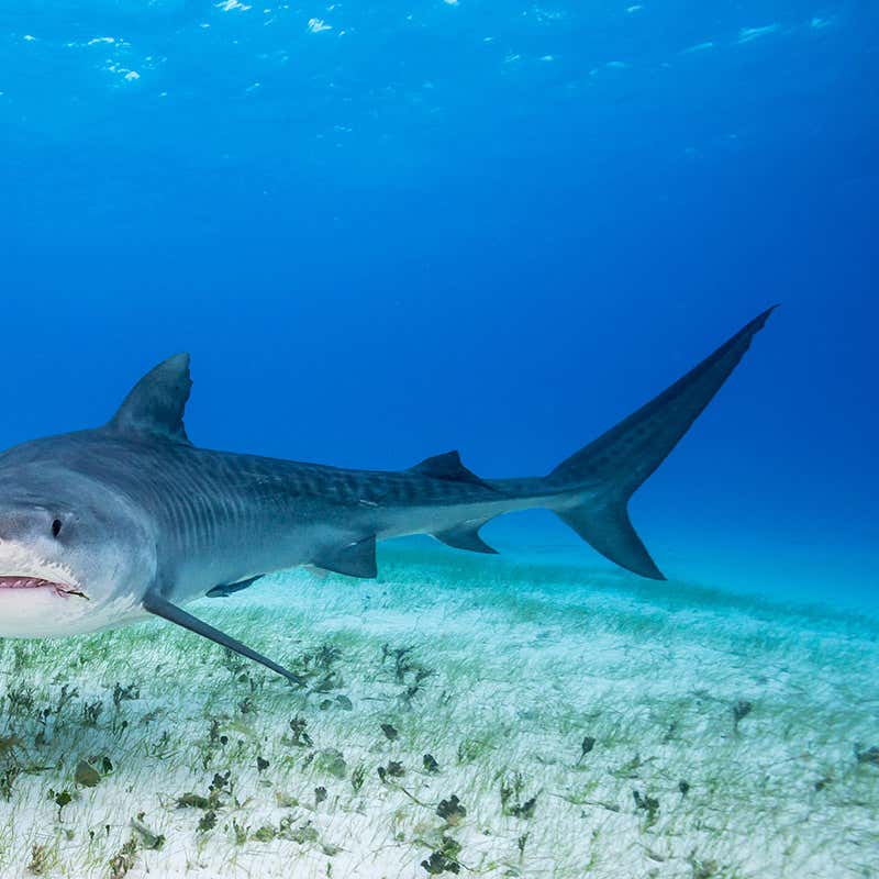 Sharks In The Gulf Of Mexico Hunt In Shifts To Avoid Each Other | New  Scientist