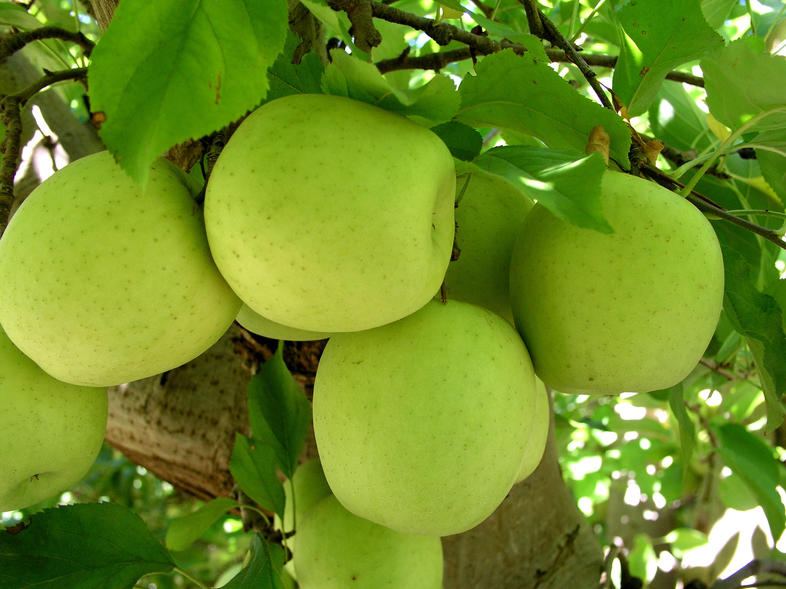 Apple Production, South Africa