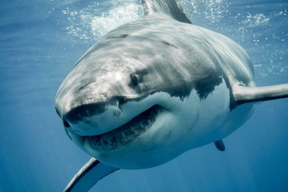 The 7 Biggest Sharks In The Gulf Of Mexico - Az Animals