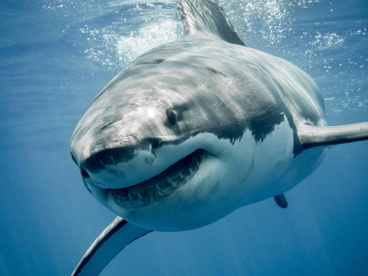 The 7 Biggest Sharks In The Gulf Of Mexico - Az Animals