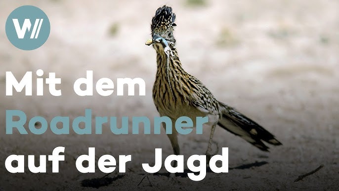 Texas Wild: The Greater Roadrunner - Youtube