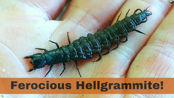 Do This To Create An Articulated Hellgrammite Or Dobsonfly Larva. - Youtube