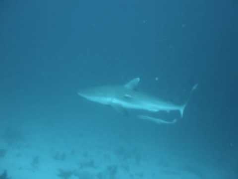 Gibraltar Shark - Youtube