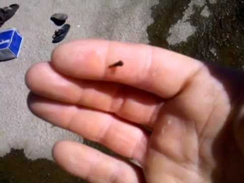 Lake Mccumber Has Leeches! - Youtube