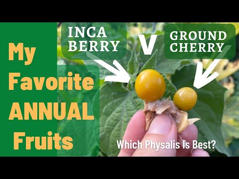 Annual Fruit? Inca Berries v Ground Cherries. Why Both Are Delicious Fall Crops Worth Growing