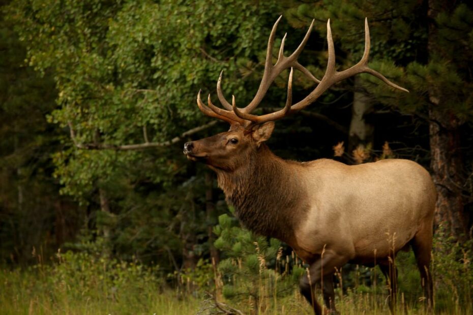 Elk Hunting In Texas: The Guide | Experience The Thrill Of Texas Adventure