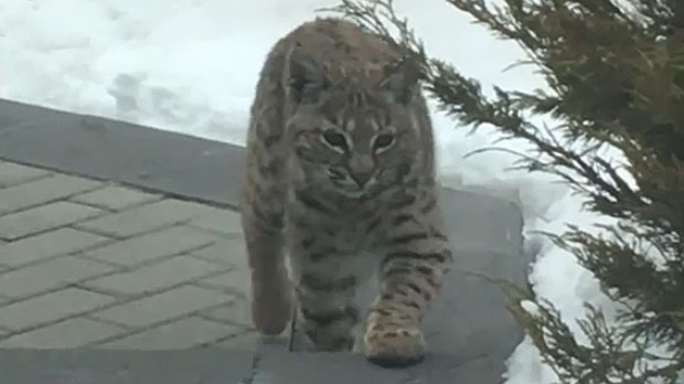 Officials Say Western Parts Of Calgary Are Prime Territory For Bobcats |  Ctv News