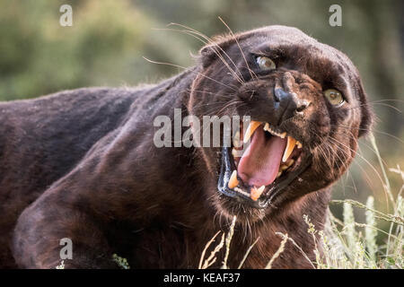 Black Panther Snarling A Warning Near Bozeman, Montana, Usa. A Black Panther  In The Americas Is The Melanistic Color Variant Of Black Jaguars (Panthe  Stock Photo - Alamy