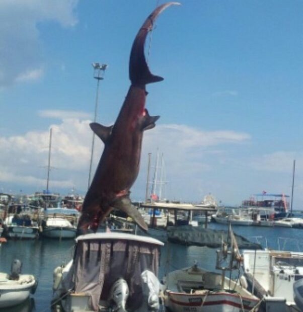 Are There Dangerous Sharks Off The Coast Of Cyprus? - Quora