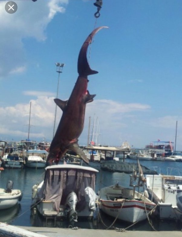 Are There Dangerous Sharks Off The Coast Of Cyprus? - Quora