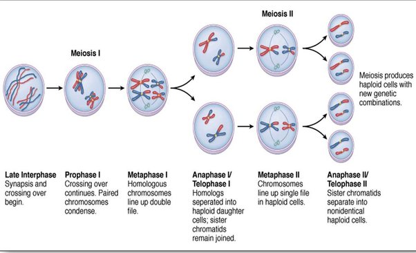 Why Daughter Cells Are Not Identical In Meiosis? - Quora