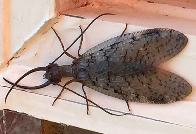 Dobsonfly - All You Need To Know - What'S That Bug?