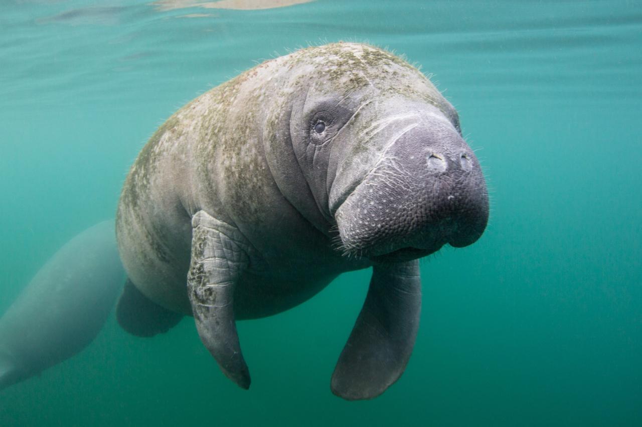 Manatee Guide: Where They Live, What They Eat And Why They'Re Known As 'Sea  Cows'. | Discover Wildlife