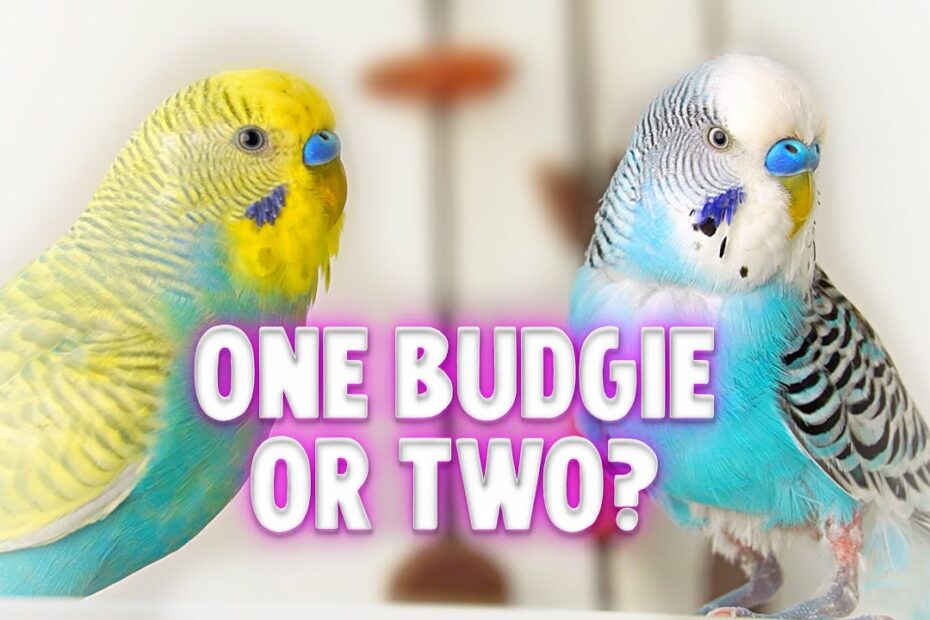 Should I Get One Or Two Budgies? - Youtube