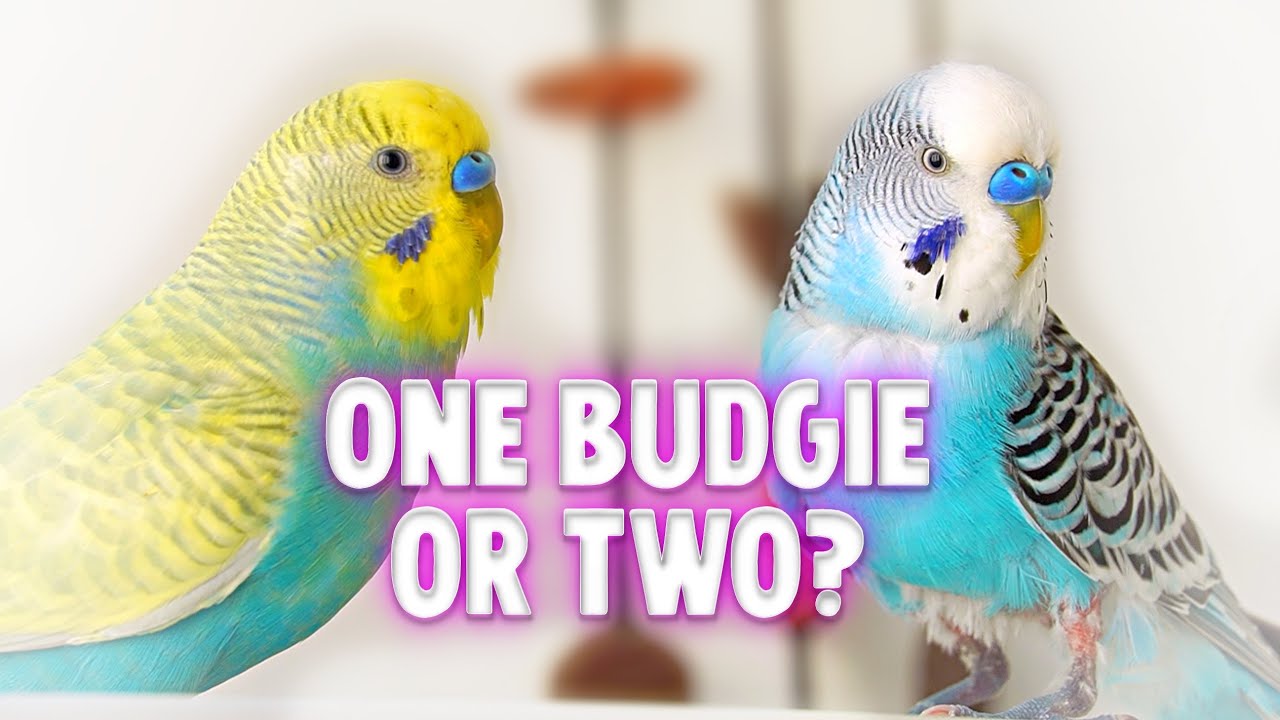 Should I Get One Or Two Budgies? - Youtube