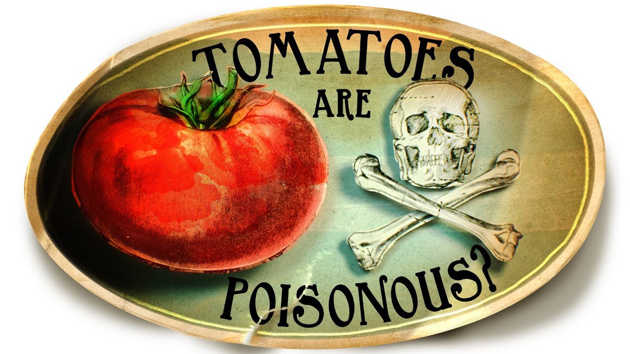 Tomatoes Are Poisonous? 5 Deliciously Weird Facts About Tomatoes - Youtube