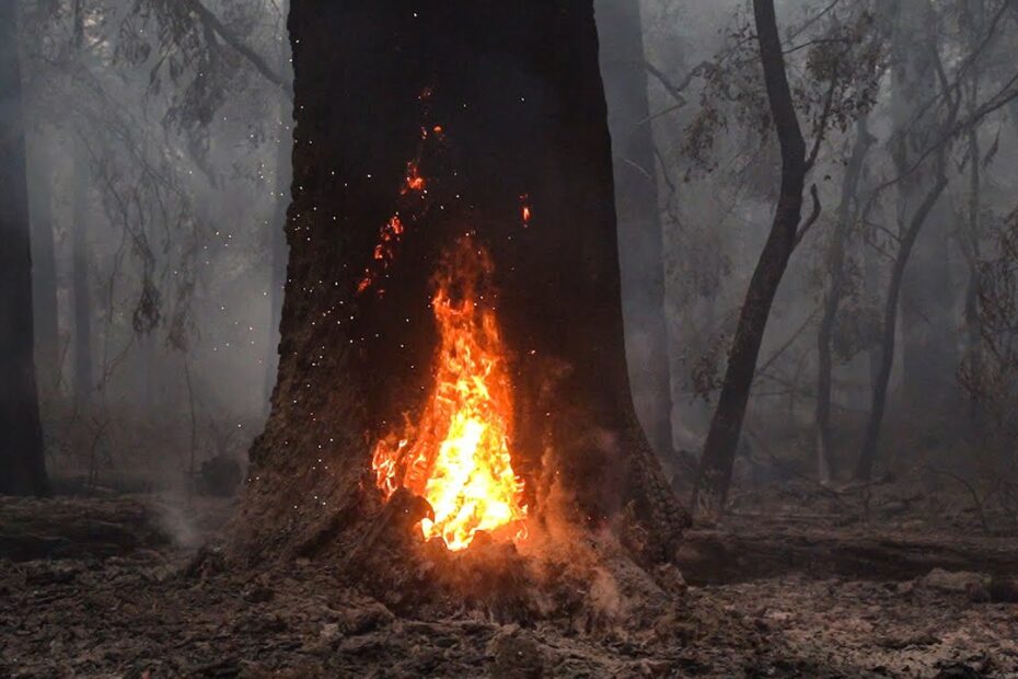 California Fires: Burned Redwoods At Big Basin, Other Parks Will Recover  Soon - Youtube