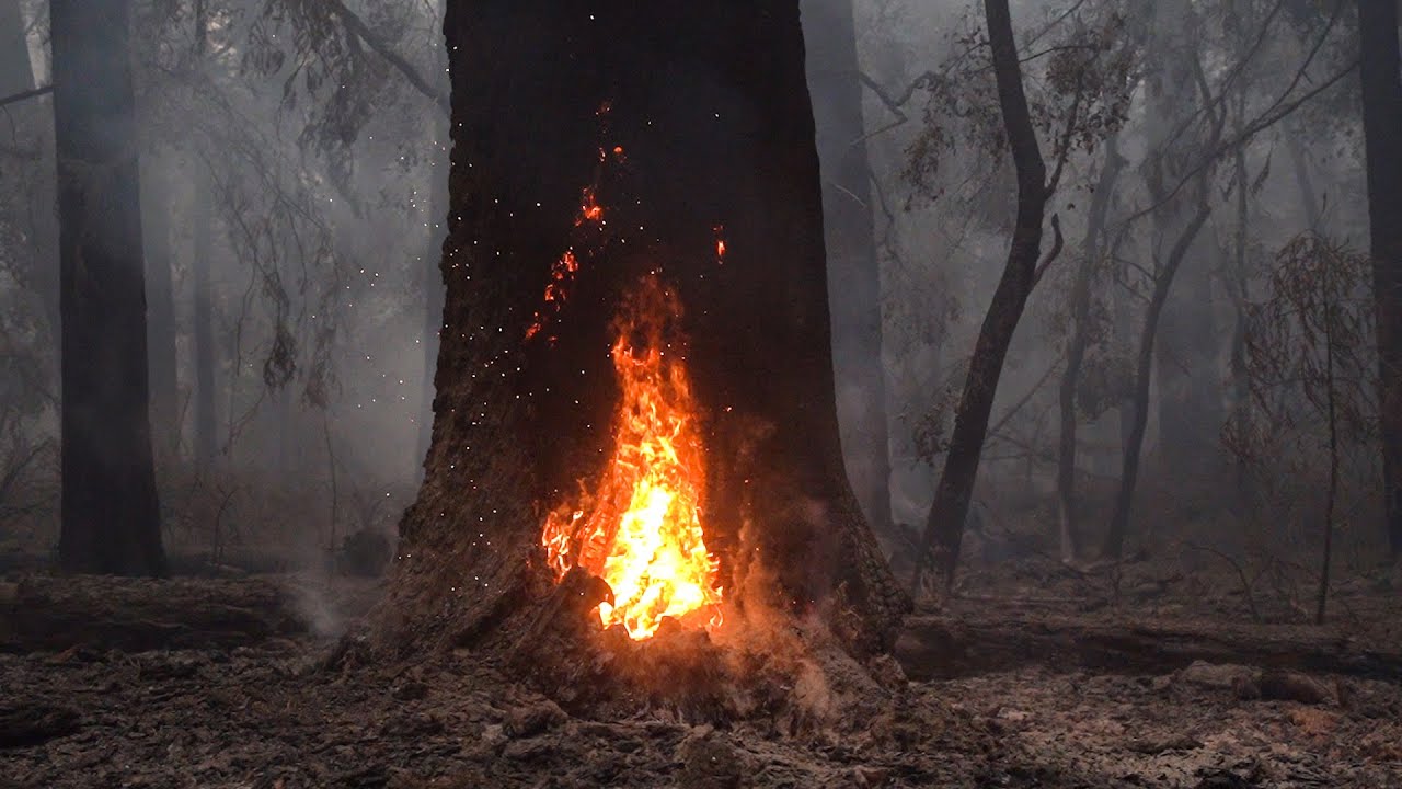 California Fires: Burned Redwoods At Big Basin, Other Parks Will Recover  Soon - Youtube