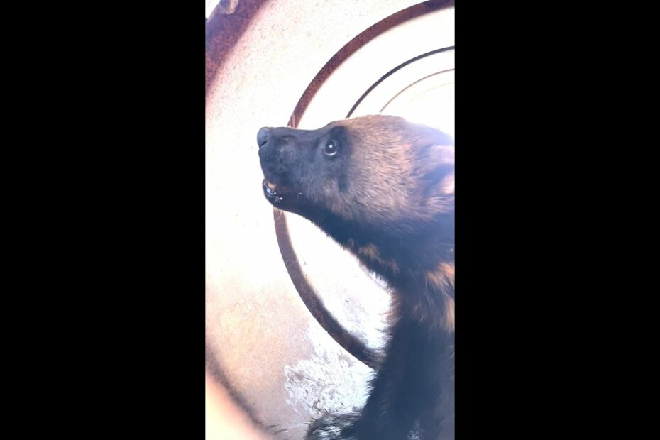 Utah Captures And Collars First Wolverine In State History | Smart News|  Smithsonian Magazine