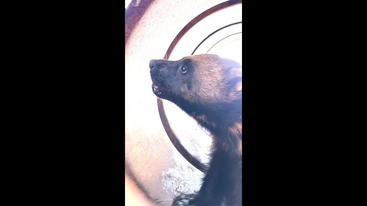 Utah Captures And Collars First Wolverine In State History | Smart News|  Smithsonian Magazine