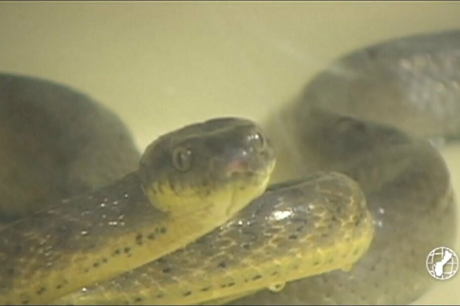 Brown Tree Snakes Make Their Way To Cocos Island - Youtube