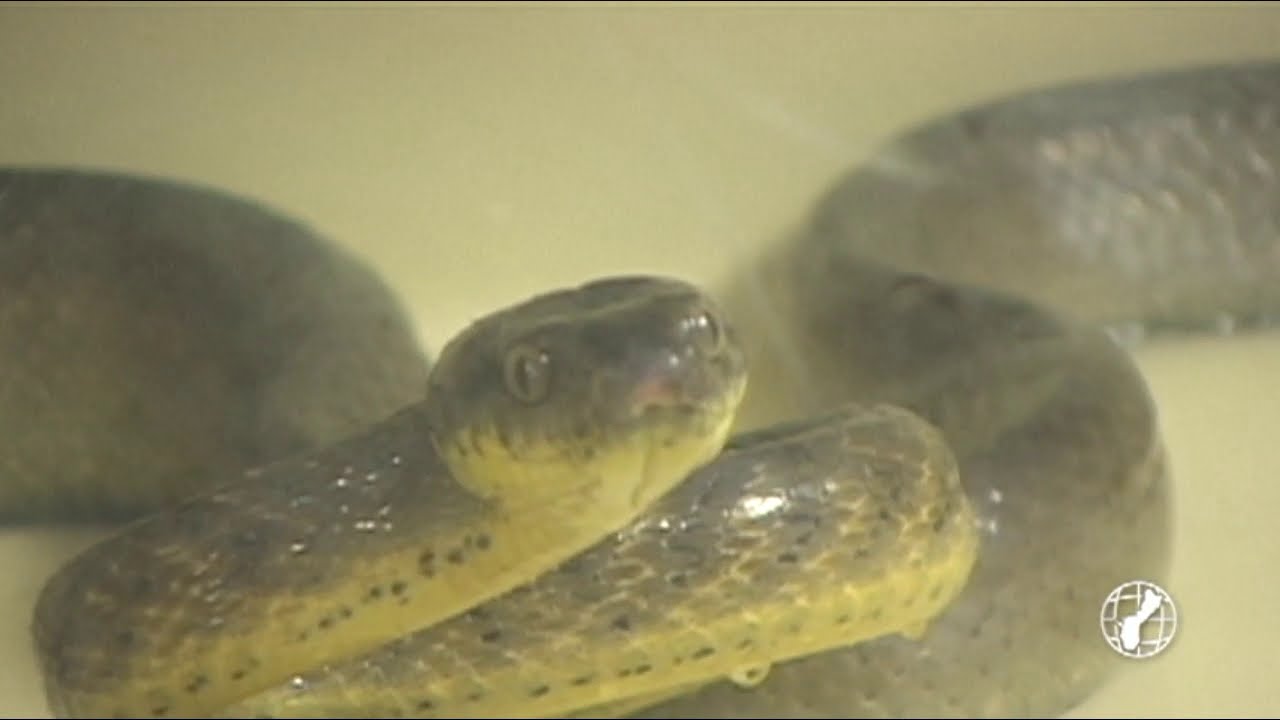 Brown Tree Snakes Make Their Way To Cocos Island - Youtube