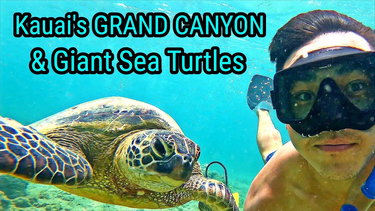 Kauai'S Grand Canyon & Sea Turtle Beach!🏜🐢🏝 - Youtube