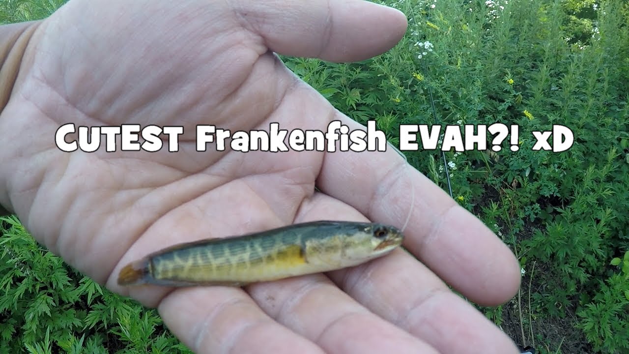 Hopping Spots For The Legendary Northern Snakehead (Tinicum, Pa) - Youtube